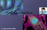 Cell Organelles - dvorin.weebly.com · • Which organelle is the control center of the cell? Nucleus • Which organelle holds the cell together? Cell membrane • Which organelles