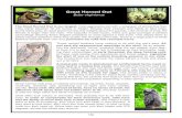 Great Horned Owl - Semantic Scholar€¦ · Great Horned Owl Bubo virginianus The Great Horned Owl is our largest, most aggressive owl with a wingspan of almost five feet. They stand