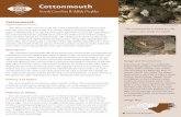 Cottonmouth · 2019-01-07 · snakes (Nerodia). Cottonmouth (Agkistrodon piscivorus) History and Status Habitats & Habits Description Also known as the water moccasin, the cottonmouth