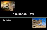 Savannah Cats · Servals are like a smaller version of a cheetah. Servals come from the grasslands of Africa. They have tall legs and a long neck to see over the high savanna grasses.