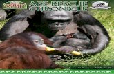 Issue: 36 Summer 2007 £1 - Monkey World · We are only on day 4 of the introductions ... 3 x. A-Mei meets Lingga. Jeremy met Lingga in Paris. Lingga and her h keeper Sabastian. O