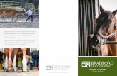 180502 - Bradford - PRT8 - MiAT Brochure - Equine Therapy r2 · therapy such as equine assisted therapy can help newly recovering addicts and alcoholics develop the healthy living