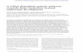 A Cbfa1-dependent genetic pathway controls bone formation …genesdev.cshlp.org/content/13/8/1025.full.pdf · 1999-04-19 · A Cbfa1-dependent genetic pathway controls bone formation