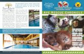 The Springfield Country Hotel, Leisure Club Purbeck Hills. · Issue: 64 SUMMER 2016 APE RESCUE CHRONICLE Charity No. 11 6 9 3 UK Charity No. 1115350 NEW ARRIVALS AT THE PARK ORANG-UTAN