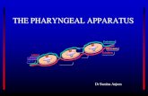 THE PHARYNGEAL APPARATUSrihsbds.weebly.com/uploads/1/1/8/7/11876508/pharangyeal... · 2018-10-13 · PHARYNGEAL POUCHES •Simultaneously when arches and clefts form, Pouches appear