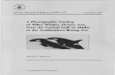A Photographic Catalog of Killer Whales, Orcinus orca ... · individual killer whales could be tracked both tempo rally andspatiallythrough thecollectionofphotographs (Olesiuk etaI.,