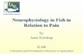 Neurophysiology in Fish in Relation to Pain · Neurophysiology in Fish in Relation to Pain by Anne Sverdrup ILAB A Research and Development Laboratory in Aquaculture . ILAB located
