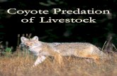 Coyote Predation of Livestock (agdex 684-19)Department/deptdocs.nsf/all/... · Pest Control Products Act of Canada. The Wildlife Act allows Alberta residents with the landholder’s