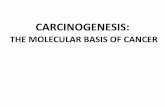 CARCINOGENESIS - Weebly · Carcinogenesis •Carcinogenesis is a multistep processat both the phenotypic and the genetic levels, resulting from the accumulation of multiple mutations.