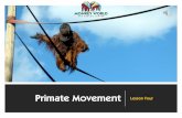 What are Primates? · MONKEY WORLD APE RESCUE CENTRE . Title: What are Primates? Author: Annie Bentley Created Date: 5/24/2020 11:52:58 PM ...