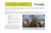 Dieback and Tree Decline - Shire of Mundaring · damage to a tree. Prevention is the best approach to eliminating stress to trees. However, if a tree is already showing signs of stress,