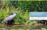 Protecting greenbelt wetlands - Ontario Nature · greenbelt was designed to include a natural heritage system of about 219,000 hectares where the first priority, according to the