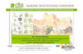 ALMOND ROOTSTOCKS OVERVIEWnetworks.iamz.ciheam.org/grempa2015/presentations/... · ALMOND ROOTSTOCKS OVERVIEW M.J. Rubio-Cabetas Centro de Investigación y Tecnología Agroalimentaria