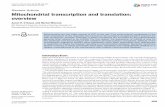 Mitochondrial transcription and translation: overview · 2018-12-11 · Transcription in human mitochondria is driven by a DNA-dependant RNA polymerase called POLRMT, which is structurallysimilar