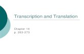 Transcription and Translation · Transcription and Translation: An Overview (aka the Central Dogma) DNA RNA . Protein . Transcription . Translation . RNA vs. DNA . ... Bases: C,G,A,U