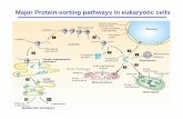 Major Protein-sorting pathways in eukaryotic cellsscience.umd.edu/cbmg/faculty/song/688D/Lectures... · Synthesis of secretory proteins and their cotranslational translocation across