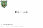 BONE - JU MedicineBONE ANATOMY Diaphysis: long shaft of bone Epiphysis: ends of bone Metaphysis: b/w epiphysis and diaphysis Epiphyseal (growth) plate: layer of hyaline cartilage that