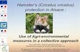 Hamster’s (Cricetus cricetus) protection in Alsace · protection in Alsace : Use of Agri-environmental measures in a collective approach Anne GAUTIER, Head of Agricultural Service