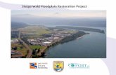 Steigerwald Floodplain Restoration Project · Steigerwald Floodplain Restoration Project Future Project Schedule: 1. Final Permit Application Submitted to Corps: June 2019 2. Alluvial