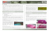 TechNews - cyclamen · Mite symptoms Thrips symptoms THRIPS / DAMAGE AUSED Y FERTILISER At the rooting stage, before spacing, cyclamen are usually fertilised using a watering system
