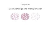 Gas Exchange and Transportation · Pressure / Solubility / Temperature / pH Respiratory Membrane Thickness / Ventilation VS Perfusion • Pressure gradient of the gases –PO 2 =