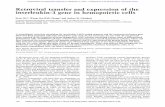 Retroviral transfer and expression of the interleukin-3 ...genesdev.cshlp.org/content/1/4/358.full.pdf · Various hemopoietic cell lines that are dependent on hemopoietic growth factors