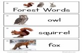 Forest Words · Forest Words owl squirrel fox . Forest Picture-Word Cards ©PreKinders.com wolf bear bird deer . Forest Picture-Word Cards ©PreKinders.com raccoon rabbit snake eagle