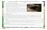 Fact File: Rainforest Potoostjohns4.herts.sch.uk/wp-content/uploads/2020/03/... · 2020-04-25 · Fact File: Rainforest Potoo A Strange-Looking Bird Potoos are noisy, strange-looking
