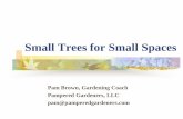 Small Trees for Small Spaces - pamperedgardeners.compamperedgardeners.com/.../smalltrees.pdf · Pindo Palm or Jelly Palm (Butia capitata) Light green to bluish-gray fronds recurved