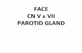 FACE CN V VII PAROTID GLAND - iMULimul.umlub.edu.pl/en/system/files/FACE PAROTID GLAND CN V... · During development a cranial nerve becomes associated with each of the pharyngeal