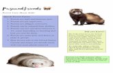 Ferret Care Sheet 2020 - pazuandfriends.weebly.com · These ferrets are still adorable and humorous like kits, but most have been litter and bite trained. Kits (baby ferrets) are
