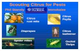 Scouting Citrus for Pests - IPM Florida · Regular scouting is the grower’s best protection against unwelcome losses. Pesticide Use in Florida Citrus hMost pests under biological
