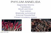 PHYLUM ANNELIDA - Weebly · Annelida: Oligochaetes •Oligochaetes (class Oligochaeta) are named for relatively sparse chaetae, bristles made of chitin •They include the earthworms