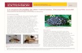 La mosca Drosófila de alas manchadas, Drosophila …...La mosca Drosófila de alas manchadas (SWD en inglés), Drosophila suzukii, es una plaga invasora que ataca los cultivos de