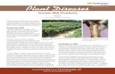 SP 370-C Plant Diseases (Available online only)(Available online only) Verticillium Wilt Verticillium (“vert”) wilt is favored by cool temperatures, so this disease is a threat
