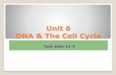 Unit 6 DNA & The Cell Cycle€¦ · Summary of DNA Replication These two identical DNA molecules are the _____ that proceed through _____ Once replication has been completed, the