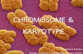 CHROMOSOME & KARYOTYPE€¦ · 38 นักเรียนแบ่งเป็น 8 กลุ่ม ท ากิจกรรม Karyotype ครั้งหน้า 1. น าเสนอผลการท