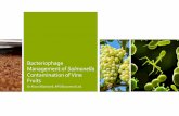 Bacteriophage Management of Salmonella Contamination of Vine · 2018-05-22 · Management of Salmonella Contamination of Vine Fruits Dr Alison Blackwell, APS Biocontrol Ltd. ... impact