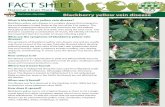FACT SHEET - National Clean Plant Networknationalcleanplantnetwork.org/files/298739.pdf · Blackberry yellow vein disease is a complex disease that emerged in ... free for all the