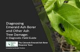 Diagnosing Emerald Ash Borer and Other Ash Tree Damage · This guide is intended to assist field personnel in identifying life stages of, and damage caused by, emerald ash borer (EAB)