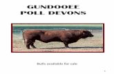 GUNDOOEE POLL DEVONS - North Devon cattle · gowan ross groucho x1 (p) aahx1 gundooee groucho 4 (p) wp b18 gundooee cumquat 19 (p) wp y12 dam: gundooee amethyst 52 (p) wp e147 belrieve
