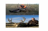 Our Colorado operation encompasses over 40,000 acres ......biggest mulies and elk in the country, and we enjoy sharing that experience with others. Our Lodge - You will stay in our
