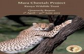 Mara Cheetah Project Mara Cheetah Project | Annual Report 2014 · 2017-07-13 · Mara Cheetah Project | 2017 Quarterly Report 1 3 = Tony Lapham Predator Hub Where we work The Mara