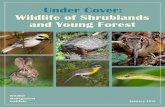 Under Cover: Wildlife of Shrublands and Young Forest · older forest. An equally abundant assemblage of wildlife depends on mature forest habitats, and it is clear that conserving