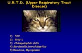 U.R.T.D. (Upper Respiratory Tract Disease)€¦ · ORF 3. Pre VP1 (72 kDa) VP1 5’ 3’ Precursore proteina del capside Proteina del capside . Sito di clivaggio 7,7-kb. VP1 (60 kDa)