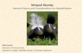 Striped Skunks Natural History and Consideration …• Skunk (200g) admitted in late October at the very end of our ‘skunk season’ • Only one other kit came in after, but was