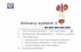 Urinary System 1 - Nikolai Lazarov's web-sitenikolai.lazarov.pro/files/medicine_eng_splanchnology/Urinary_System… · The urinary system 2 The urinary system, systema urinaria excretionof