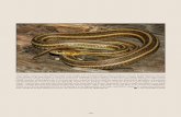 Thamnophis rossmani T. rossmani€¦ · 375 Thamnophis rossmani Conant, 2000. Rossman’s Gartersnake is the only herpetofaunal species endemic to Nayarit. Its distribution is restricted