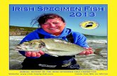 Irish Specimen Fish 2013 - Midland Angling · The Irish Specimen Fish Committee sets itself the annual task of recording and recognising ... IrishSpecimenFish CommitteeAnnual Report2013