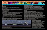 Indo-Pacific humpback and Australian snubfin dolphins · 2017-01-09 · Indo-Pacific humpback dolphins also prey on barramundi (Lates calcarifer), the key target species within the